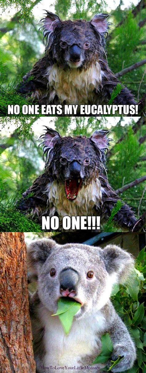 Pin by HowToLove YourLittleMonster on Love, Your Little Monster. | Funny koala, Funny animal ...