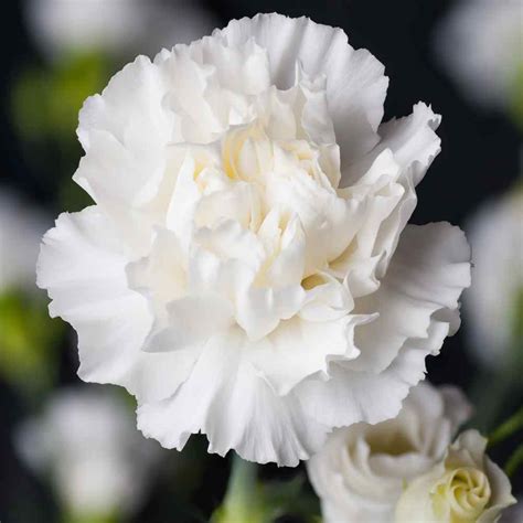 Carnation Seeds - Dianthus Caryophyllus Grenadin White Flower Seed