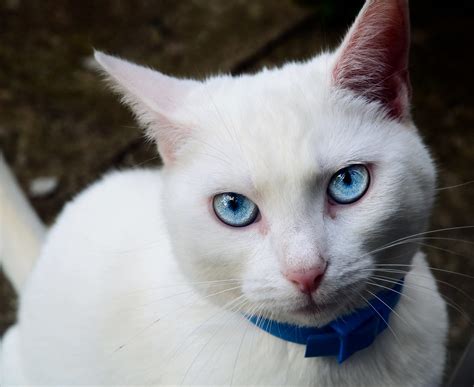 White Cat with Blue Eyes | Reds. | Flickr