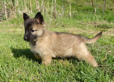 Belgian Tervuren Puppies for Sale - Adoptapet.com | Belgian tervuren ...