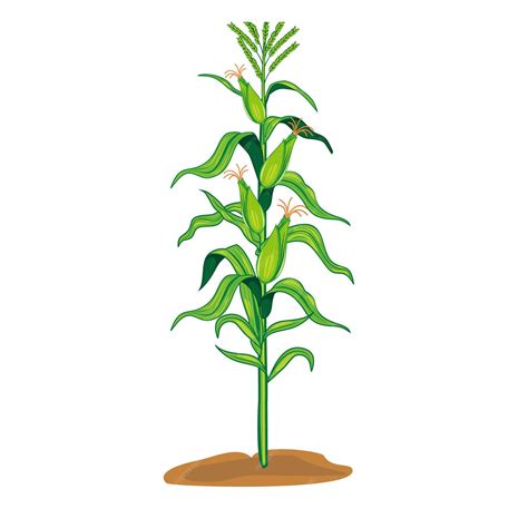 Premium Vector | Corn plant leaves green illustration