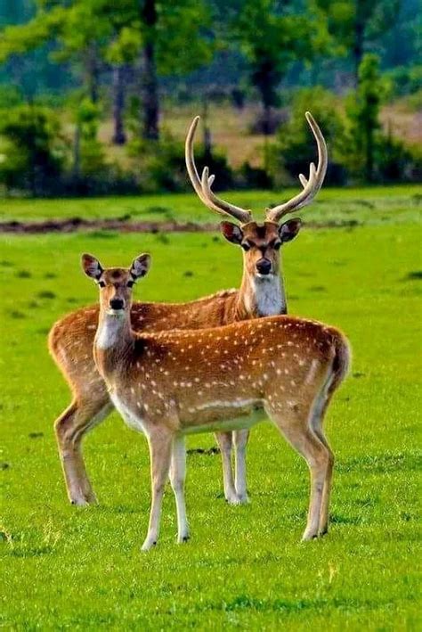 Pin by Meemi JaneL on Tiere | Deer photography, Deer pictures, Deer photos