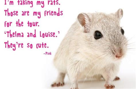 Funniest Rat Quotes | Funny rats, Pet rats, Animals