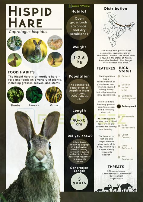 Infographics of Hispid Hare | Greenverz