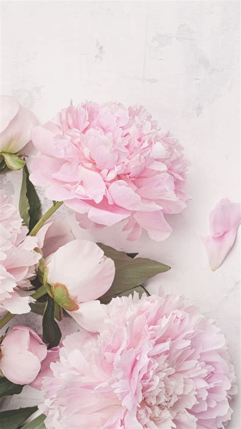 Aggregate more than 85 pink peony wallpaper super hot - in.coedo.com.vn