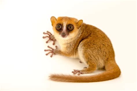 Mouse lemur | Zoologique, Lémurien, Faune