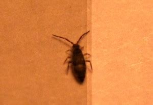 How To Get Rid Of Springtails In The Bathroom? - What's That Bug?