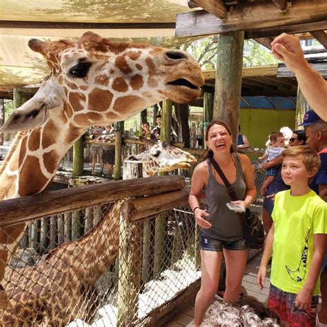 Feeding The Giraffes at the Brevard Zoo | Brevard zoo, Giraffe, Zoo