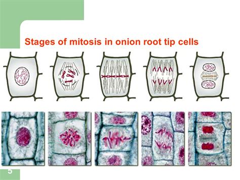 Cell Cycle and MITOSIS - Weise Biology