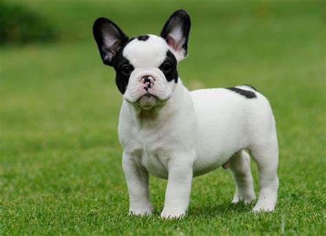 67+ French Bulldog Dog Breeds Image - Bleumoonproductions