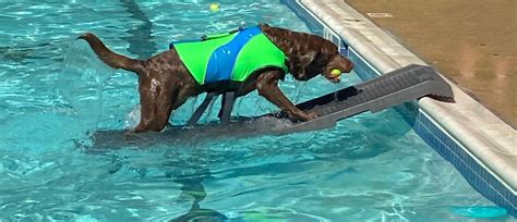 Using the PetStep Pool Ramp for Dogs in Deeper Pools - PetStep Dog Ramps