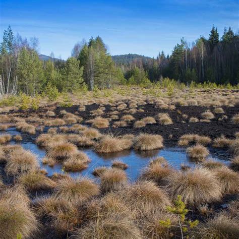 Wetlands Are Special | Hinton, AB - Official Website