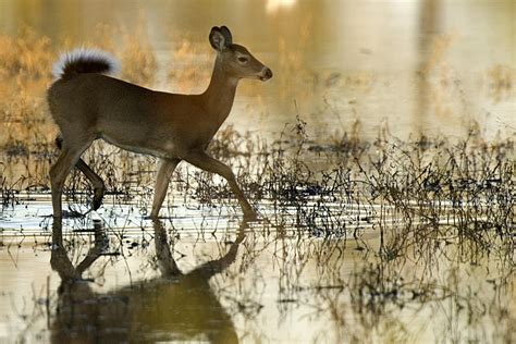 Dispersal Behavior Among White-tailed Deer in Central and Northern Illinois