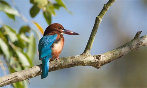 Main Attractions of the Chitwan National Park