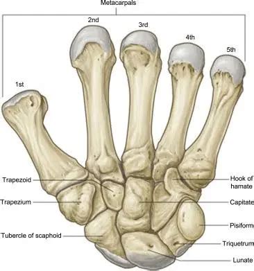 Carpometacarpal Joint - Anatomy, Structure, Function