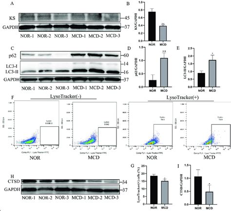 Sulfated keratan sulfate synthesis and lysosome function in normal... | Download Scientific Diagram