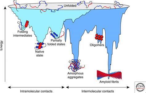 Protein Folding in the Cytoplasm and the Heat Shock Response