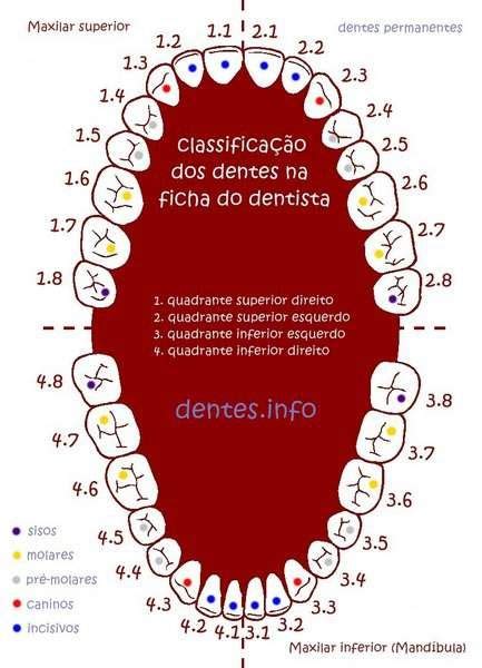 Forma e função dos dentes | Numeração dos dentes, Saúde bucal, Anatomia ...