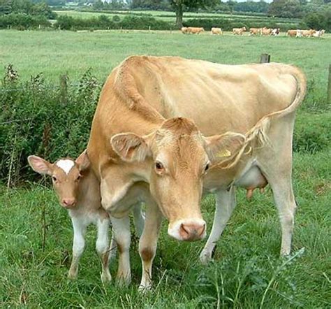 Do Guernsey or Jersey Cows Produce Better Milk? | Delishably