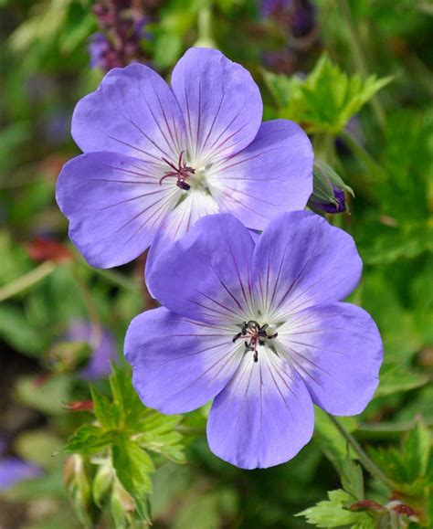 Claire Austin Hardy Plants | Geranium rozanne, Geranium flower, Geraniums