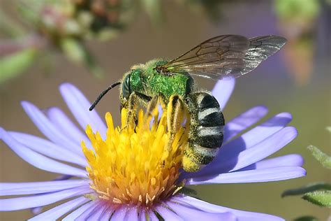 Little metallic green bees: a stunning surprise in your garden - Honey ...