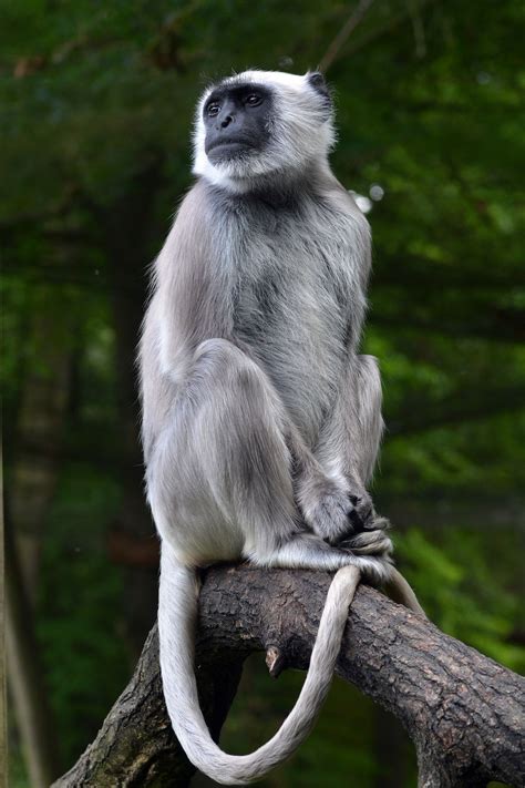 Northern Plains Gray Langur | Animals beautiful, Animals wild, African animals photography