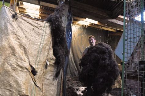 The Teasing process for Zwartbles Sheep Wool at Cushendale Woollen Mills - Zwartbles Ireland