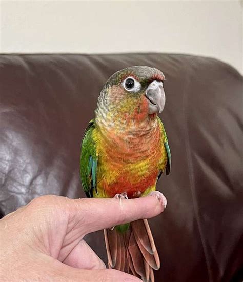 High Red Yellow-sided Green Cheek Conure