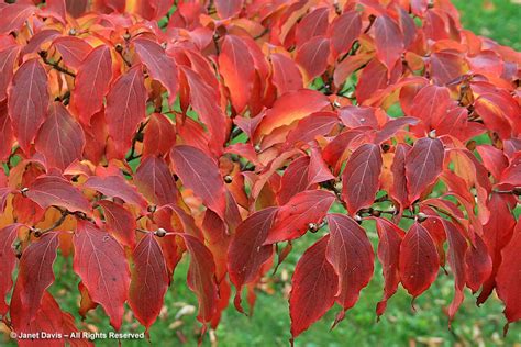 Cornus kousa-Kousa dogwood | Janet Davis Explores Colour