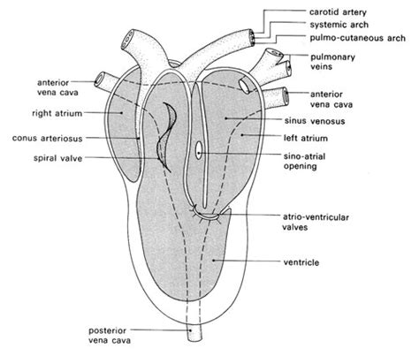 Frog Heart Anatomy