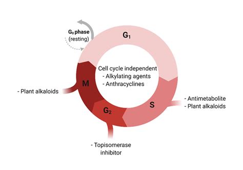 Cell-cycle and respective sensitivity to chemotherapeutic agents. G0;... | Download Scientific ...