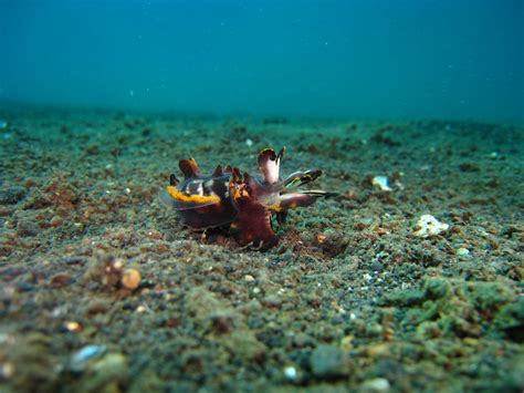 Real Monstrosities: Flamboyant Cuttlefish