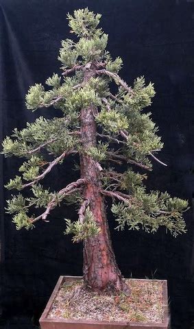 Giant Sequoia - Bonsai Empire