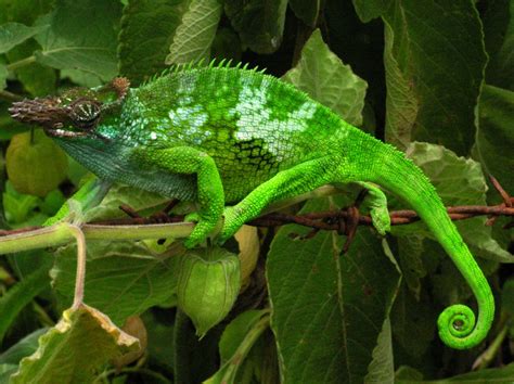 File:Chameleon - Tanzania - Usambara Mountains.jpg - Wikipedia