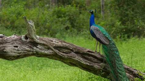 The Mudumalai National Park | Wildlife Sanctuary | Tamil Nadu Tourism