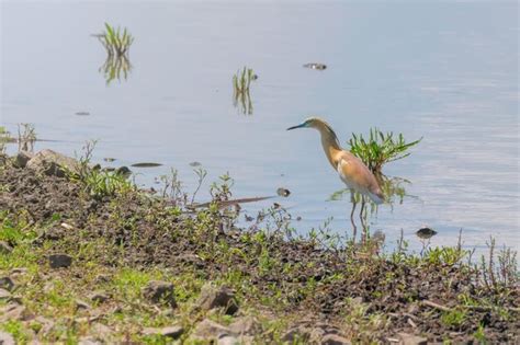 Premium Photo | Squacco heron (ardeola ralloides) in natural habitat