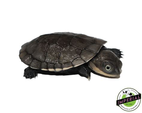 African Helmeted Turtle For Sale - Imperial Reptiles – IMPERIAL ...