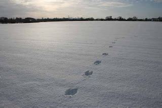 The Birdless Cuddesdon Blog: Making tracks