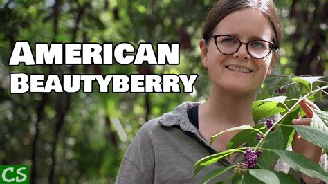 Growing American Beautyberry - Native Edible - YouTube