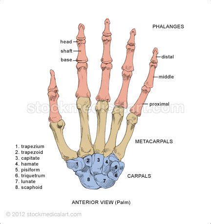 the bones of the hand and wrist are labeled in this diagram, with labels on each side