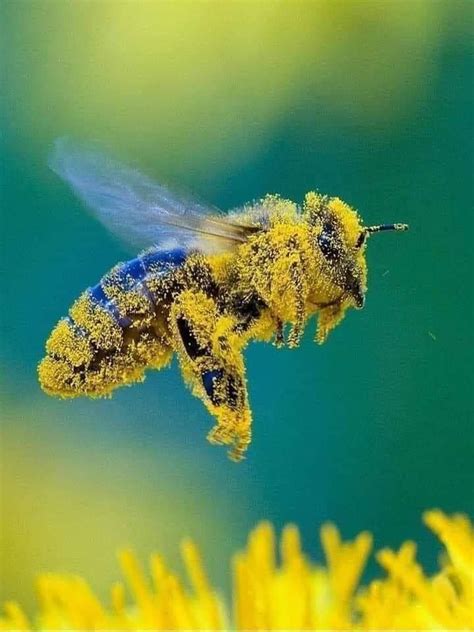 Pollinating is a full time job..... | Bee, Animals, Creatures