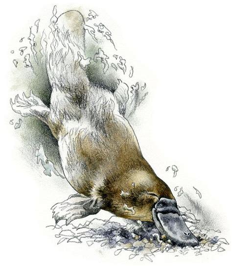 11 best images about Australian Wildlife Art on Pinterest | Pen and ink, Emu and Wildlife art