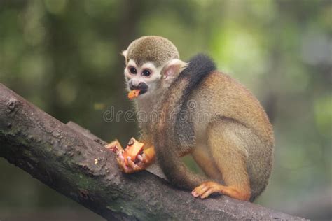 Squirrel Monkey feeding stock photo. Image of papaya - 24783856