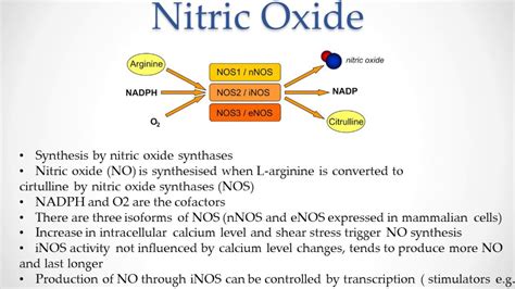 Group 14: Nitric Oxide, Nitric Oxide Synthase and Its Importance - YouTube