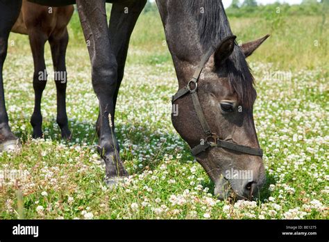 Black horse hi-res stock photography and images - Alamy