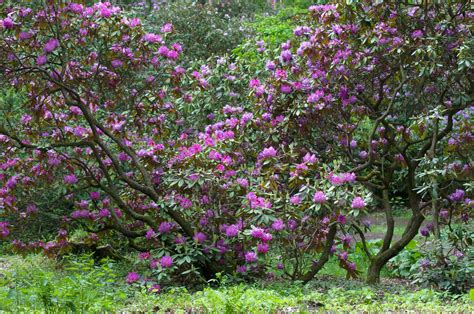 How to Grow and Care for Catawba Rhododendron Plant