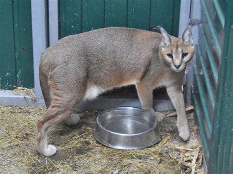 Caracal Lynx Hybrid