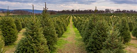 How Much Money Does a Christmas Tree Farm Make? A Breakdown | GroCycle