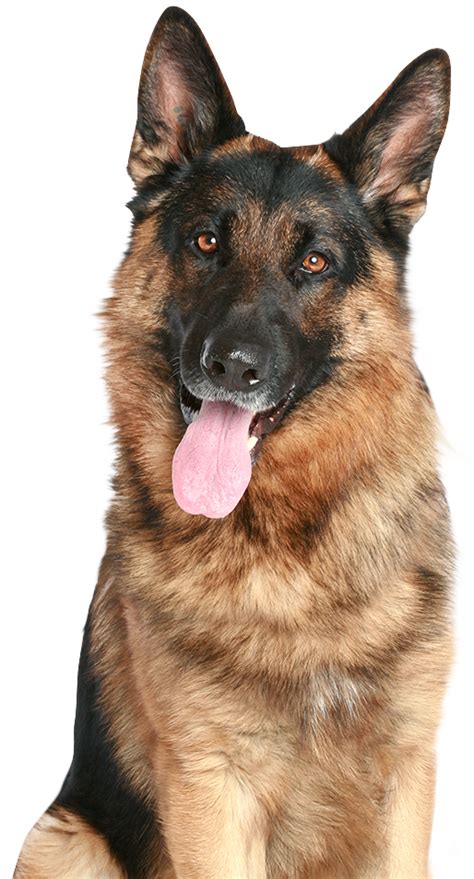 German Shepherd PNG