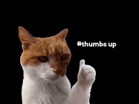 Cat-thumbs-up GIFs - Get the best GIF on GIPHY